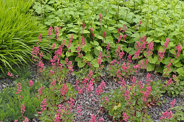 472240 - Coral bells (Heuchera sanguinea)