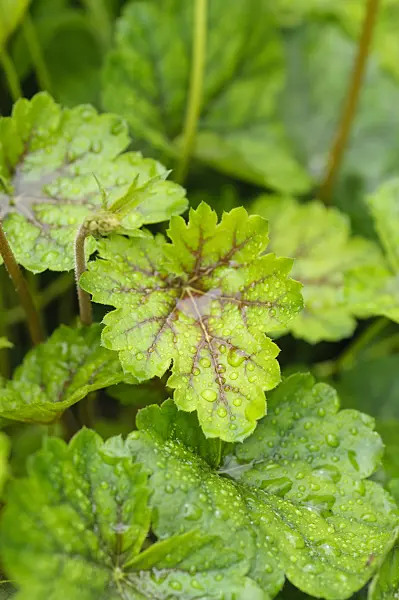 484201 - Coral bells (Heuchera sanguinea)