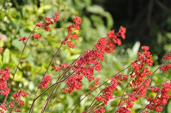 485011 - Coral bells (Heuchera sanguinea)