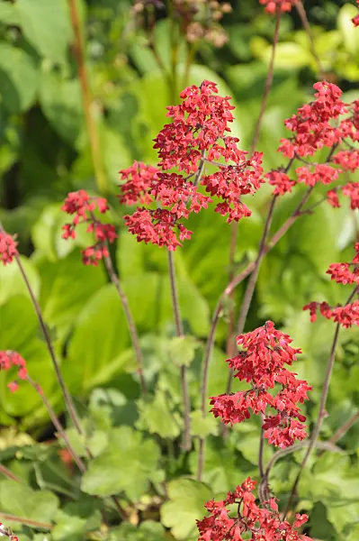 485012 - Coral bells (Heuchera sanguinea)
