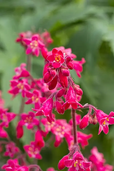 556140 - Coral bells (Heuchera sanguinea 'Leuchtkäfer')