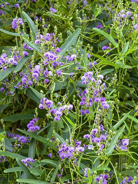 435008 - Coral pea (Hardenbergia violacea)