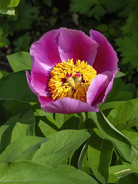 437223 - Coral peony (Paeonia mascula subsp. arietina)