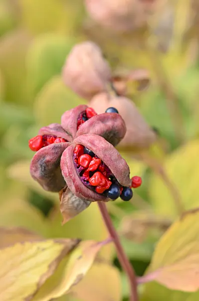 534489 - Coral peony (Paeonia mascula subsp. mascula)