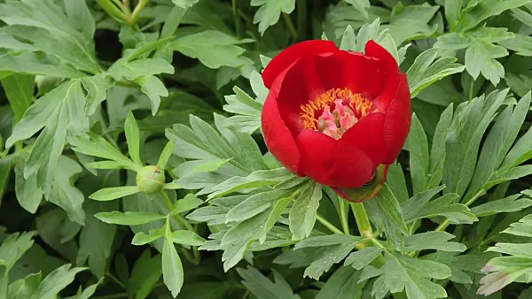 496153 - Coral peony (Paeonia mascula subsp. russoi)