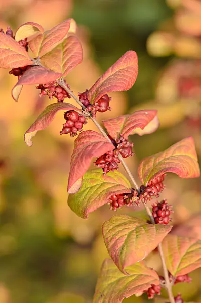 525194 - Coralberry (Symphoricarpos orbiculatus)