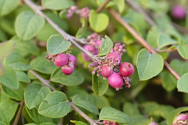 478091 - Coralberry (Symphoricarpos x chenaultii 'Hancock')