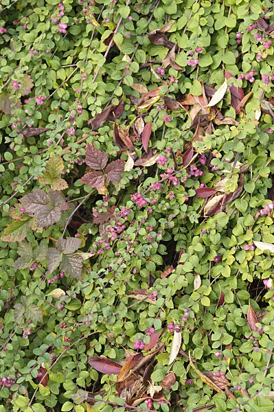 478092 - Coralberry (Symphoricarpos x chenaultii 'Hancock')