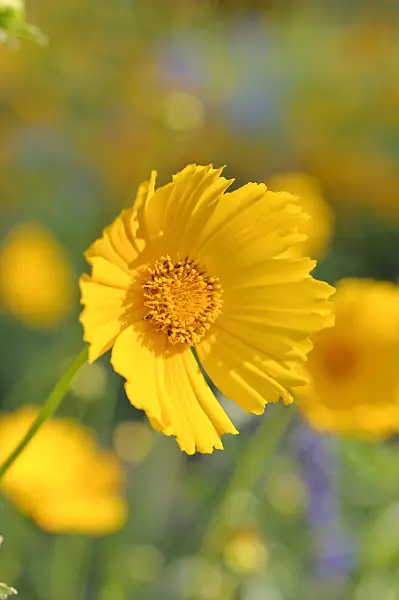 487022 - Coréopsis à grandes fleurs (Coreopsis grandiflora)