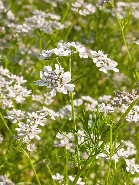 414004 - Coriander (Coriandrum sativum)