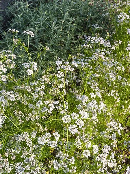 414005 - Coriander (Coriandrum sativum)