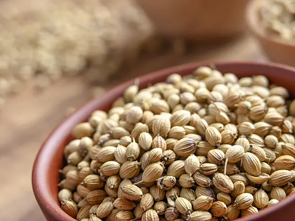436113 - Coriander (Coriandrum sativum)