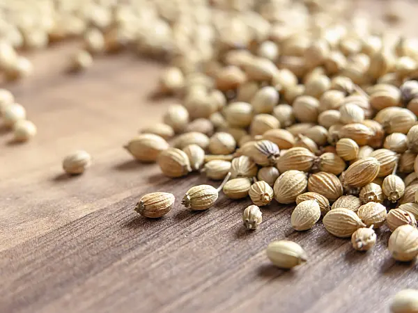 436116 - Coriander (Coriandrum sativum)