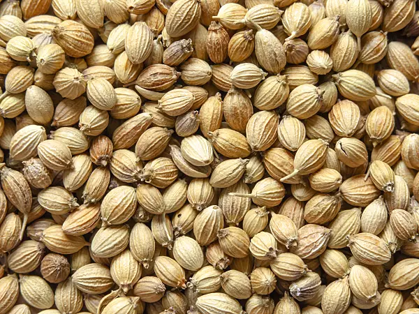 436117 - Coriander (Coriandrum sativum)