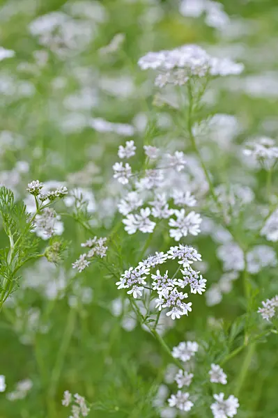 485094 - Coriander (Coriandrum sativum)