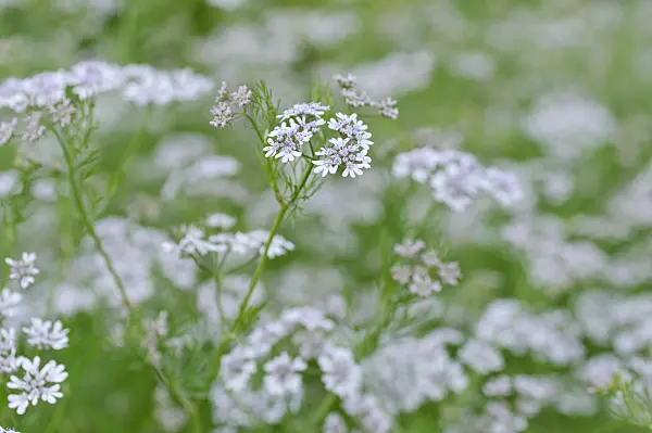 485095 - Coriander (Coriandrum sativum)