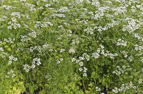 497300 - Coriander (Coriandrum sativum)