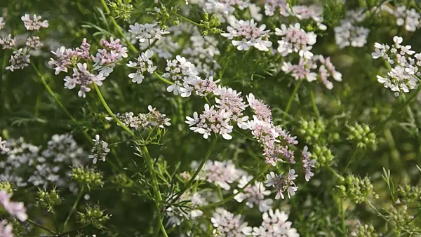 497305 - Coriander (Coriandrum sativum)