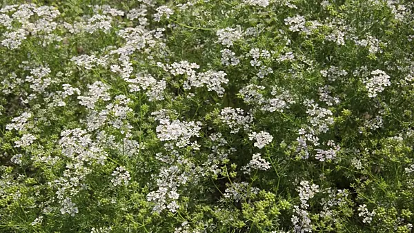 497306 - Coriander (Coriandrum sativum)