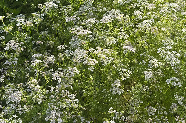 510011 - Coriander (Coriandrum sativum)