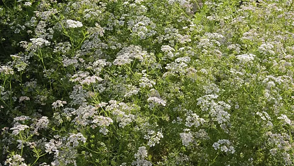 510016 - Coriander (Coriandrum sativum)