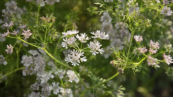 510017 - Coriander (Coriandrum sativum)
