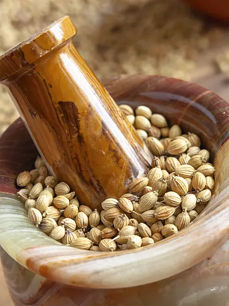 436118 - Coriander (Coriandrum sativum) in a mortar