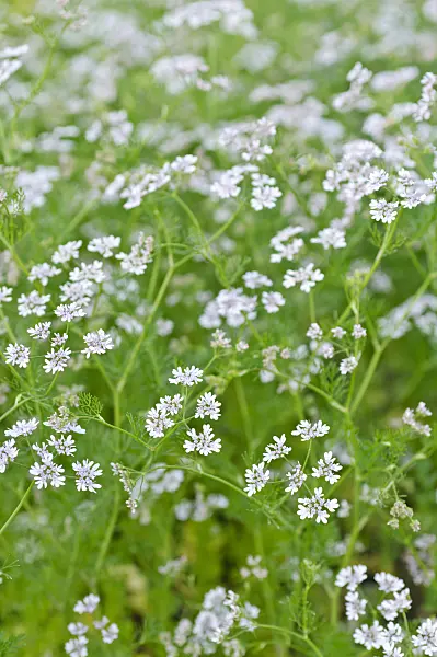 485093 - Coriandre (Coriandrum sativum)