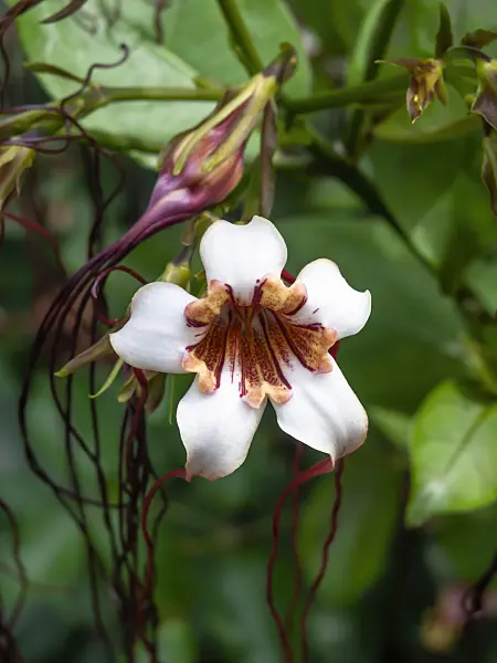 454136 - Corkscrew flower (Strophanthus preussii)