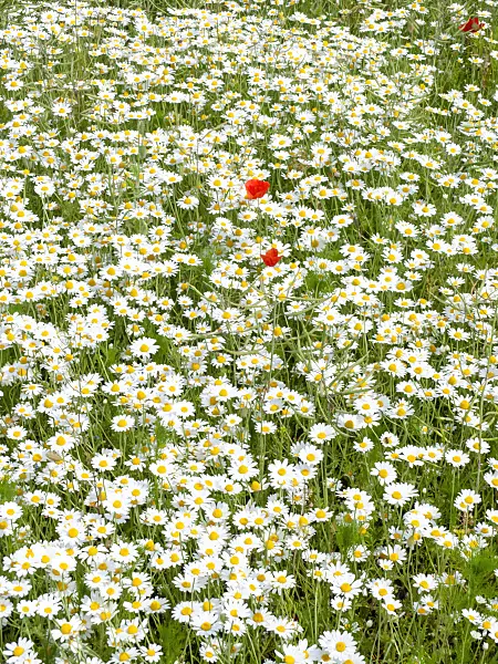485154 - Corn chamomile (Anthemis arvensis) and corn poppy (Papaver rhoeas)