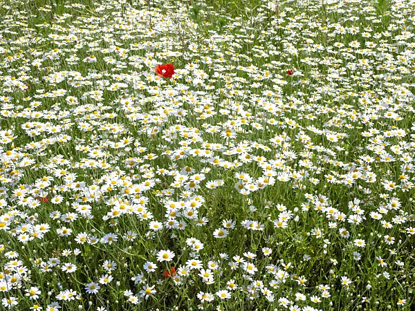 485155 - Corn chamomile (Anthemis arvensis) and corn poppy (Papaver rhoeas)