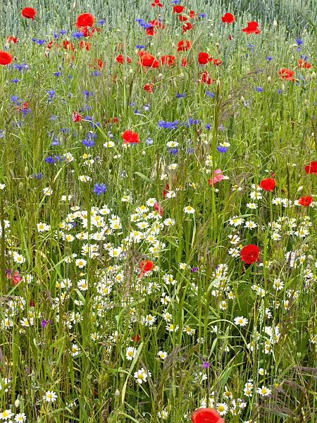 485166 - Corn chamomile (Anthemis arvensis), cornflower (Centaurea cyanus) and corn poppy (Papaver rhoeas)
