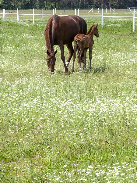 485156 - Corn chamomile (Anthemis arvensis) on a pasture with horses