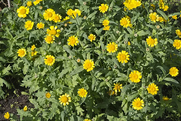 573114 - Corn marigold (Glebionis segetum syn. Chrysanthemum segetum)