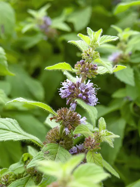 462176 - Corn mint (Mentha arvensis)