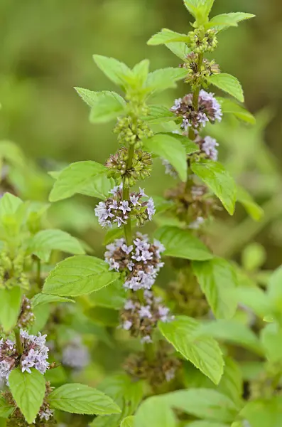 534368 - Corn mint (Mentha arvensis)