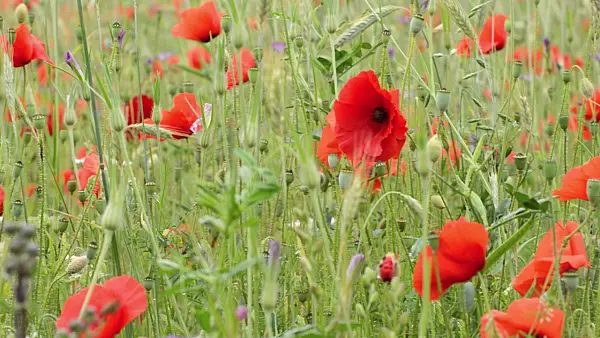 497143 - Corn poppy (Papaver rhoeas)