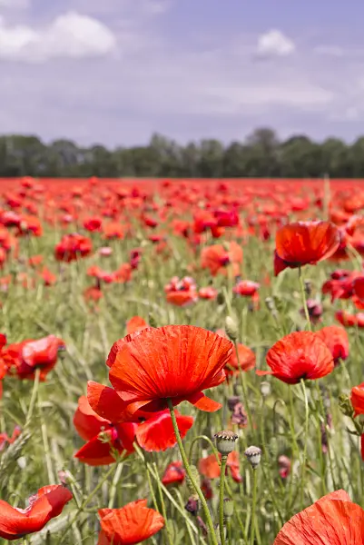 572113 - Corn poppy (Papaver rhoeas)