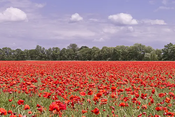 572114 - Corn poppy (Papaver rhoeas)