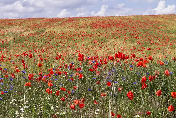 610031 - Corn poppy (Papaver rhoeas)