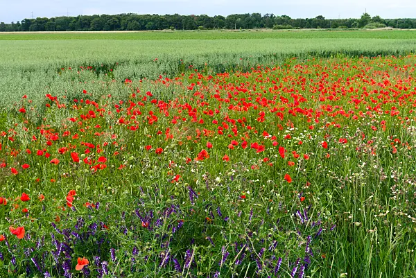 671011 - Corn poppy (Papaver rhoeas)