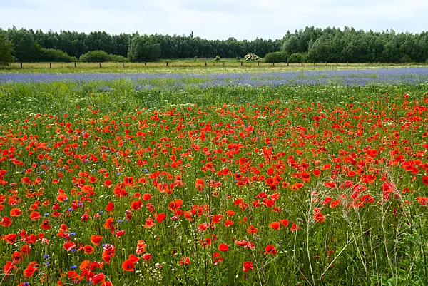 672055 - Corn poppy (Papaver rhoeas)
