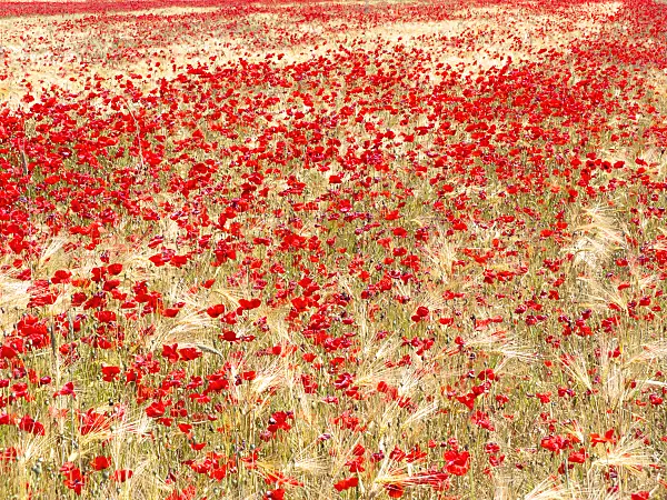 486239 - Corn poppy (Papaver rhoeas) and barley (Hordeum vulgare)
