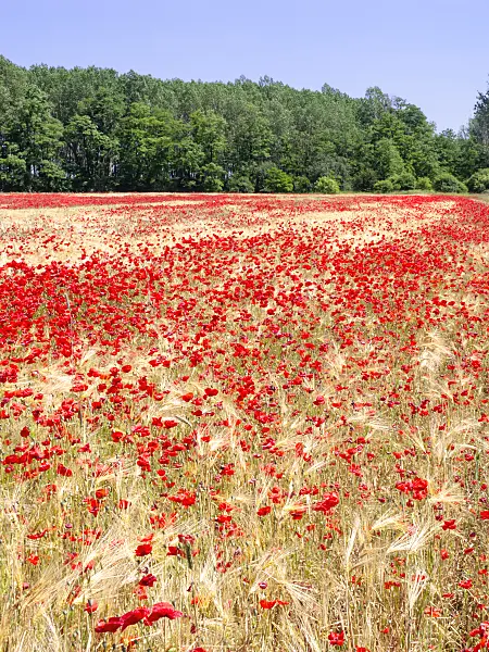 486240 - Corn poppy (Papaver rhoeas) and barley (Hordeum vulgare)