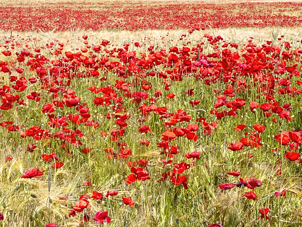 486241 - Corn poppy (Papaver rhoeas) and barley (Hordeum vulgare)