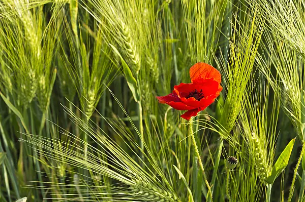 509053 - Corn poppy (Papaver rhoeas) and barley (Hordeum vulgare)