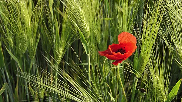 509060 - Corn poppy (Papaver rhoeas) and barley (Hordeum vulgare)
