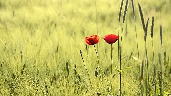 509061 - Corn poppy (Papaver rhoeas) and barley (Hordeum vulgare)