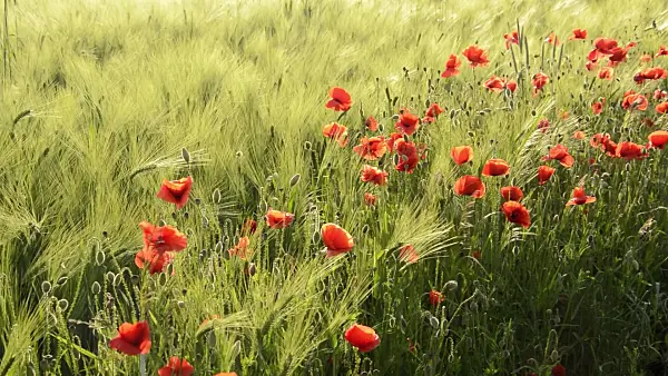 509062 - Corn poppy (Papaver rhoeas) and barley (Hordeum vulgare)