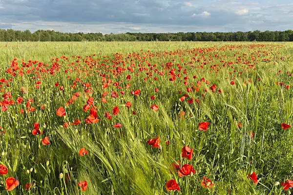 509054 - Corn poppy (Papaver rhoeas) and barley (Hordeum vulgare), Brandenburg, Germany